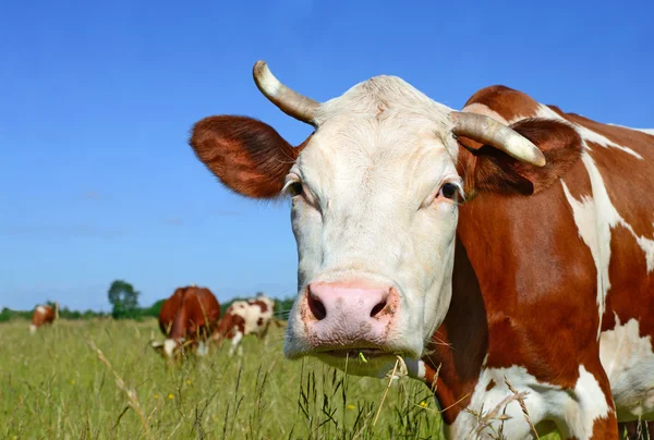 Uma cabeça de uma vaca fecha-se contra um pasto em uma paisagem rural — Fotografia de Stock