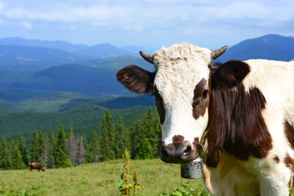 The calf on a summer pasture in the Carpathian Mountains