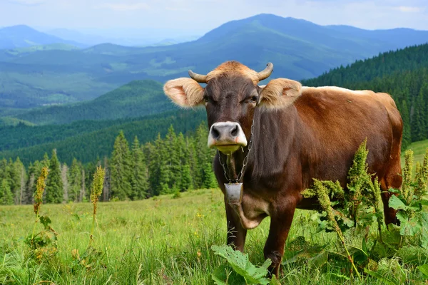 Vaca em um pasto de verão nas Montanhas Cárpatas . — Fotografia de Stock