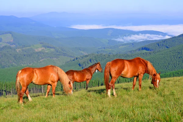 Paarden op het weiland van een zomer in de Karpaten. Oekraïne — Stockfoto