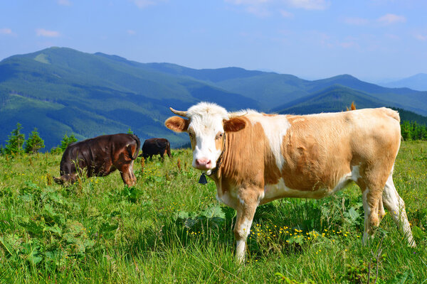 The calf on a summer pasture in the Carpathian Mountains