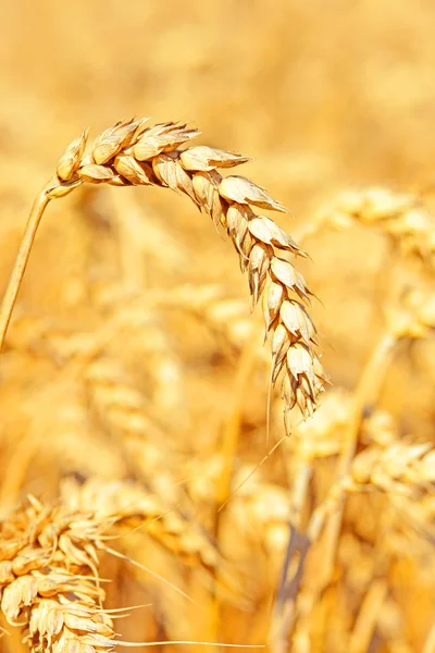 Kırsal manzara alanında tahıl