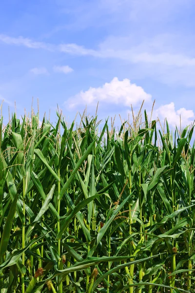 Młody kukurydzy w wiejski krajobraz — Zdjęcie stockowe