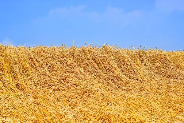 Kırsal manzara alanında tahıl — Stok fotoğraf