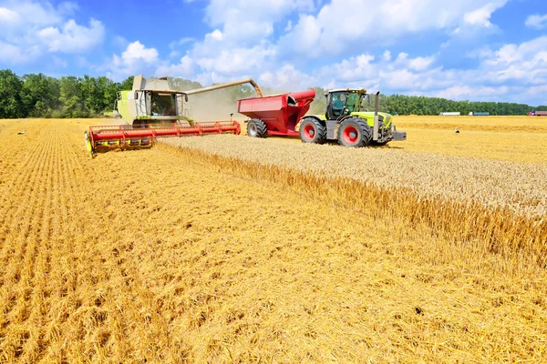 Getreidevollernter überladen in den Getreidetank des Traktoranhängers — Stockfoto