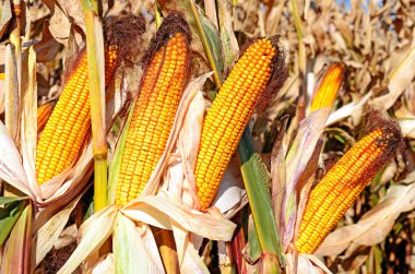 Kırsal manzara içinde olgunlaşmış Mısır. 