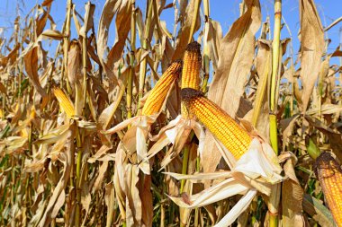 Kırsal manzara içinde olgunlaşmış Mısır. 