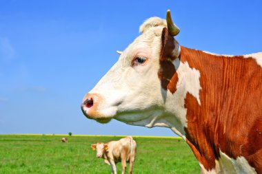 bir inek başkanı kapatmak kırsal manzara mera karşı