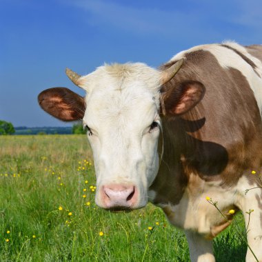 bir yaz derisindeki bir kırsal manzara mera