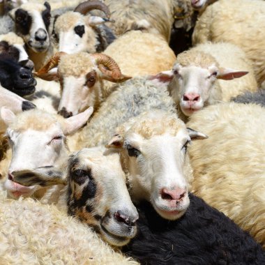 Yaz kırsal manzara koyun. 