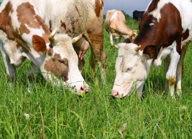 bir yaz yaz kırsal manzara mera üzerinde ineklerin.