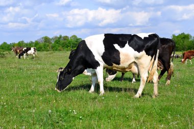 bir yaz yaz kırsal manzara mera üzerinde ineklerin.