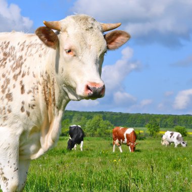 bir yaz derisindeki bir kırsal manzara mera. 