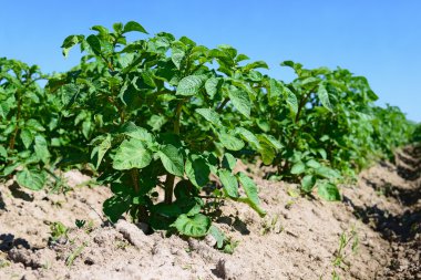 Kırsal manzara alanında patates