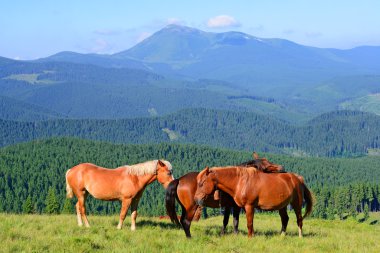 Bir yaz mera Karpat Dağları'nda ata. Ukrayna