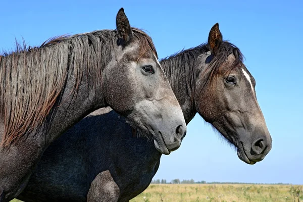 Cabezas de caballos se acercan al cielo en un paisaje rural . —  Fotos de Stock