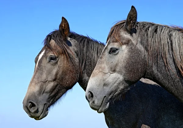 Teste di cavallo vicino al cielo in un paesaggio rurale . — Foto Stock