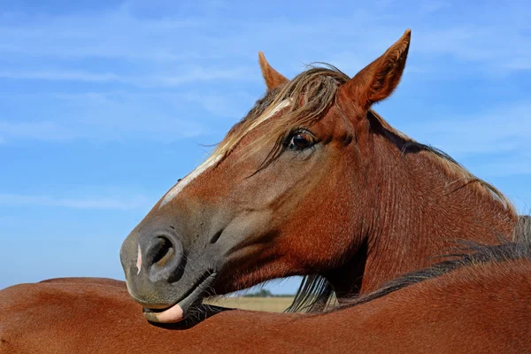 Cabezas de caballos se acercan al cielo en un paisaje rural . —  Fotos de Stock