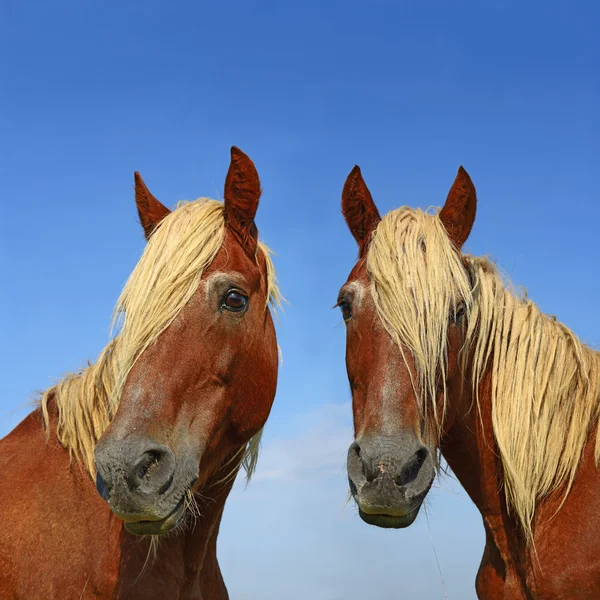 Cabezas de caballos se acercan al cielo en un paisaje rural . —  Fotos de Stock