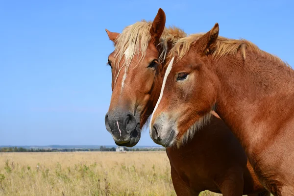 Cabeças de cavalos fecham-se contra o céu em uma paisagem rural . — Fotografia de Stock