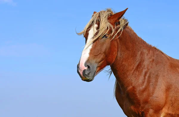 Cabeza de caballo que se acerca al cielo en un paisaje rural —  Fotos de Stock