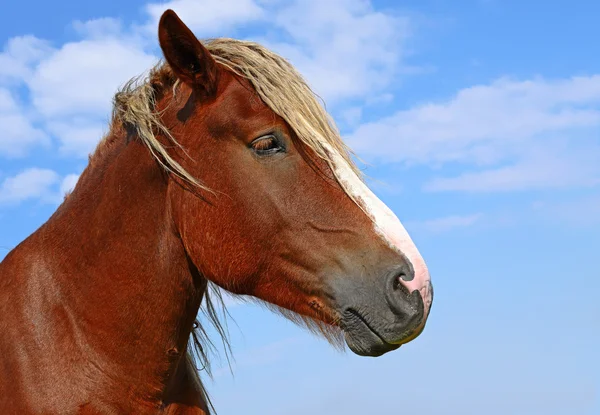 Een hoofd van een paard dicht tegen de hemel in een landelijke omgeving — Stockfoto