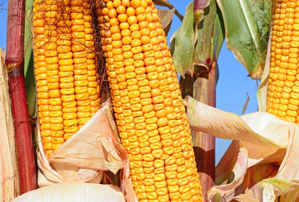 Ripe corn in the rural landscape. — Stock Photo, Image