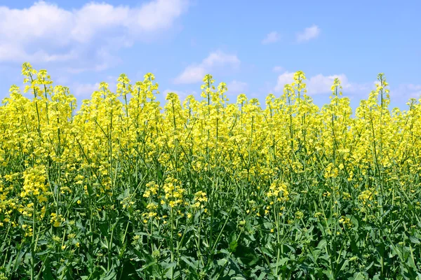 Rape in the rural landscape — Stock Photo, Image