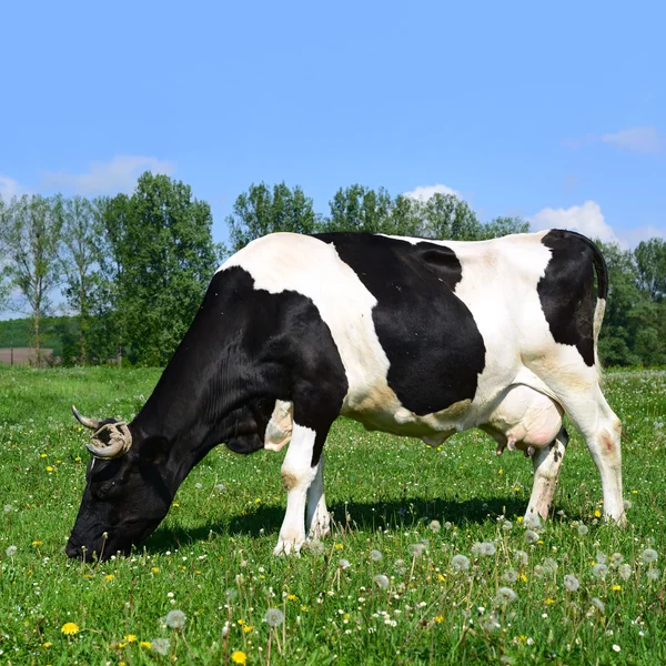 Eine Kuh auf einer Sommerweide in einer ländlichen Sommerlandschaft — Stockfoto