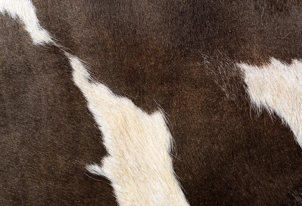 Ein Fragment der Haut einer Kuh in Nahaufnahme auf einem Hintergrundfoto — Stockfoto
