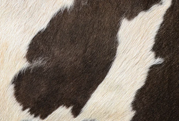 Ένα θραύσμα από ένα δέρμα αγελάδας ένα κοντινό πλάνο σε μια φωτογραφία φόντο — Φωτογραφία Αρχείου