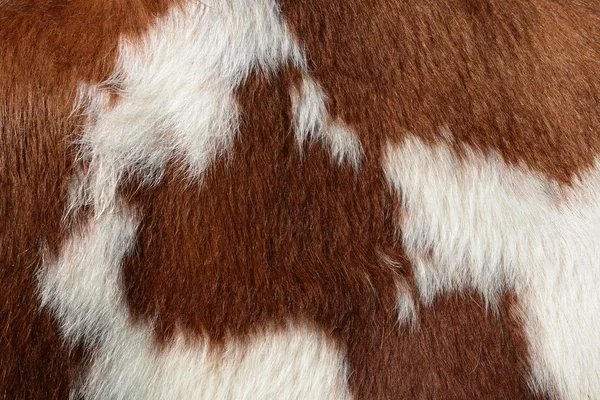 El fragmento de la piel de la vaca se acercan a la foto de fondo —  Fotos de Stock