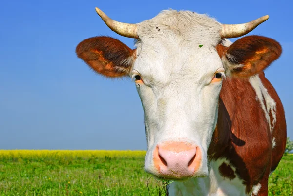 Une tête de vache près d'un pâturage dans un paysage rural — Photo