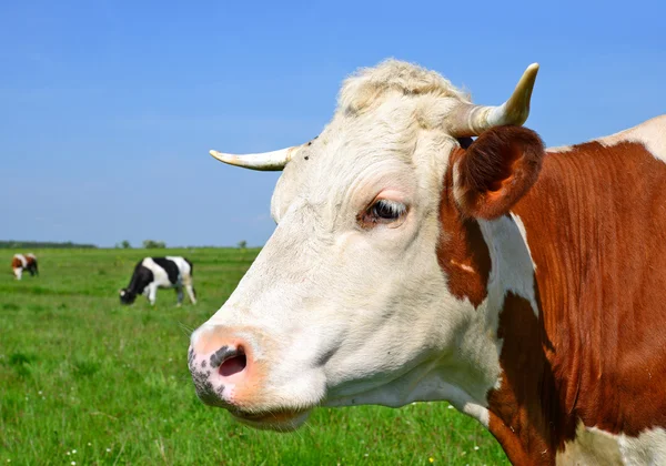 Uma cabeça de uma vaca fecha-se contra um pasto em uma paisagem rural — Fotografia de Stock