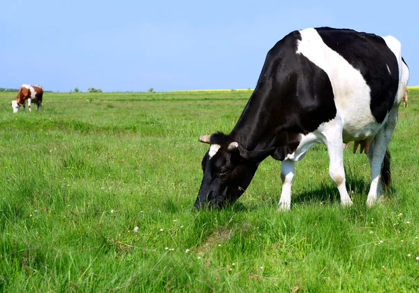 Uma vaca em um pasto de verão em uma paisagem rural de verão — Fotografia de Stock