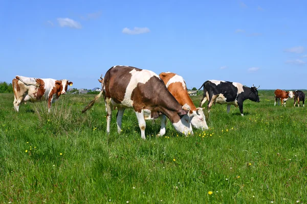 夏の農村景観における夏放牧牛. — ストック写真