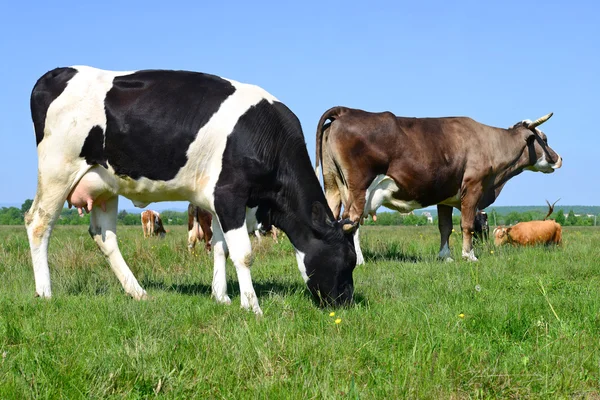 Vacas em um pasto de verão em uma paisagem rural de verão . — Fotografia de Stock