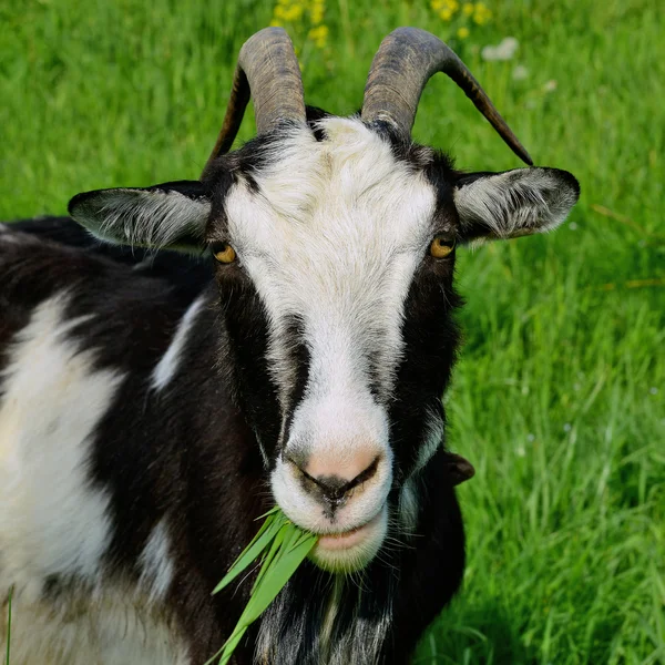 A goat on a summer pasture in a summer rural landscape — Stock Photo, Image