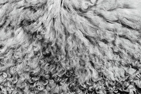 A pele fabricada de uma ovelha em uma foto de fundo . — Fotografia de Stock