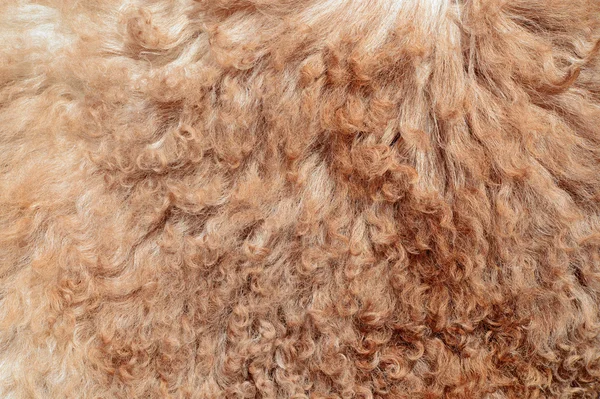 Das gefertigte Fell eines Schafes auf einem Hintergrundbild. — Stockfoto