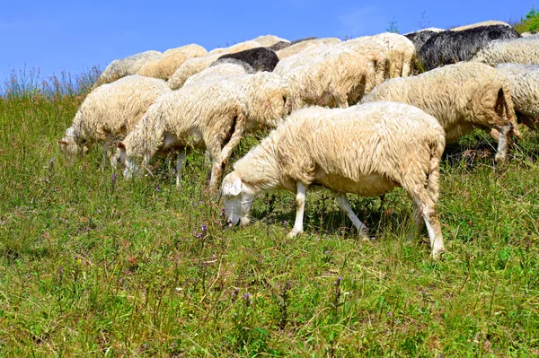 Uma ovelha em uma paisagem rural de verão . — Fotografia de Stock