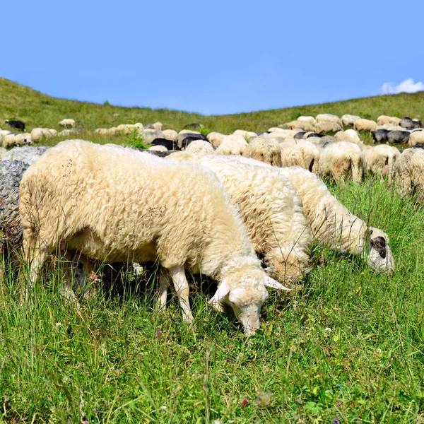 Een schaap in een landelijke landschap van zomer. — Stockfoto