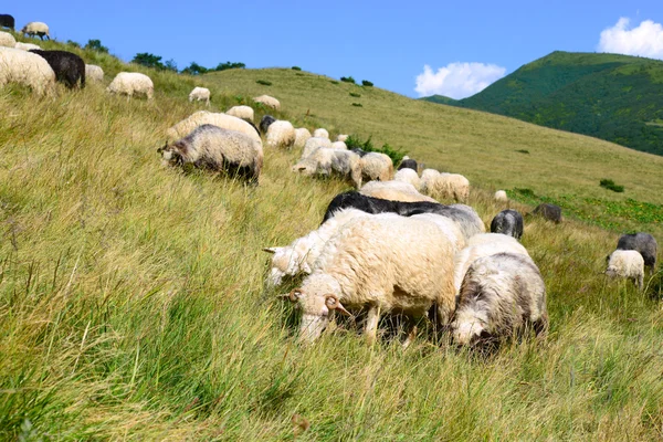 Uma ovelha em uma paisagem rural de verão . — Fotografia de Stock