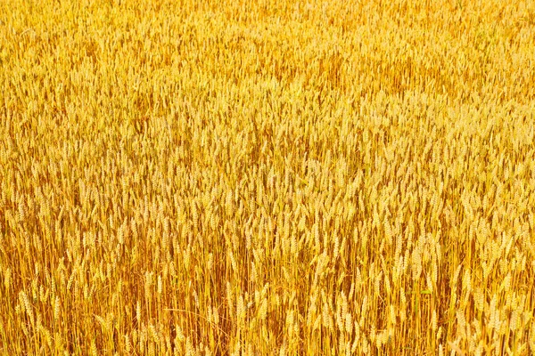 Campo de grãos na paisagem rural — Fotografia de Stock