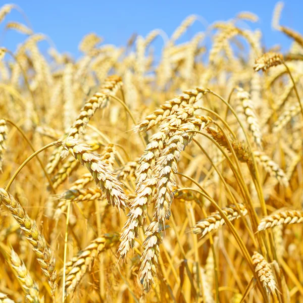 Campo di grano nel paesaggio rurale — Foto Stock