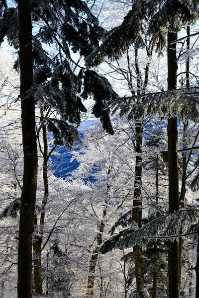 Inverno na floresta em uma paisagem brilhante .. — Fotografia de Stock