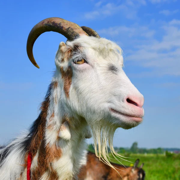 A goat on a summer pasture in a summer rural landscape — Stock Photo, Image