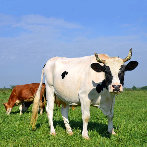 Μια αγελάδα σε ένα καλοκαίρι βοσκοτόπων σε ένα αγροτικό τοπίο του καλοκαιριού. — Φωτογραφία Αρχείου