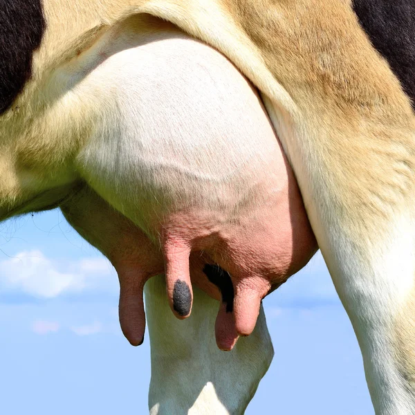 Вим'я молодої корови крупним планом . — стокове фото