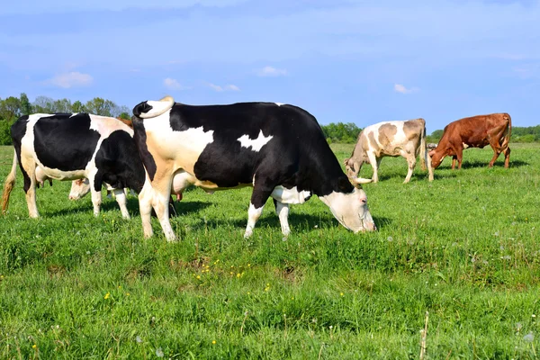 A cows on a summer pasture in a summer rural landscape. — Stock Photo, Image